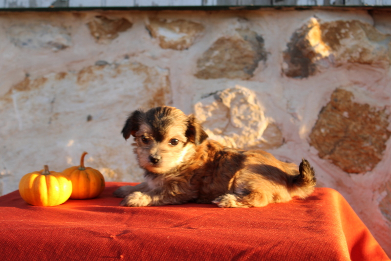 puppy, for, sale, Morkie, Matthew B. Stoltzfus, dog, breeder, Gap, PA, dog-breeder, puppy-for-sale, forsale, nearby, find, puppyfind, locator, puppylocator, aca